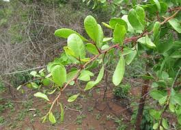 Gymnosporia rouge